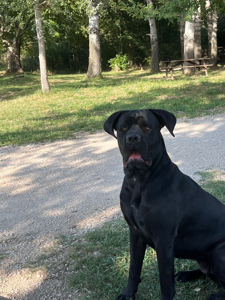 Swann Du Domaine D'Upsilla