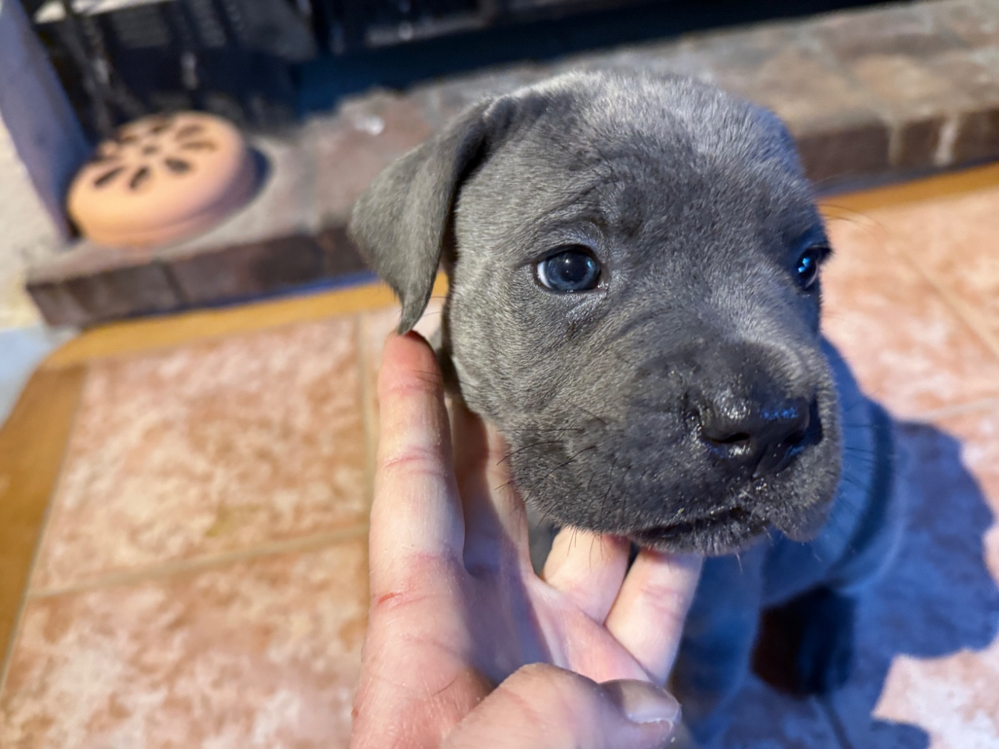 Azurea de la Vallée du Grand Saule