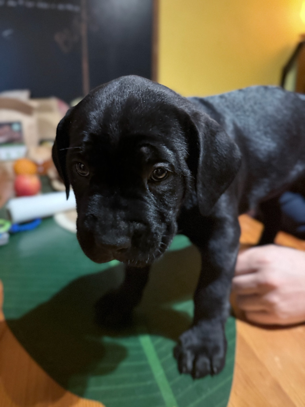 De La Vallée Du Grand Saule - Chiots disponibles - Cane Corso
