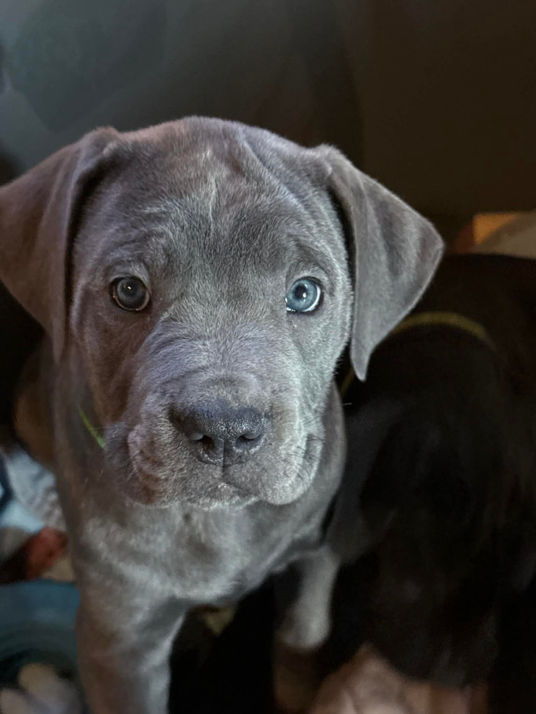 De La Vallée Du Grand Saule - Chiots disponibles - Cane Corso