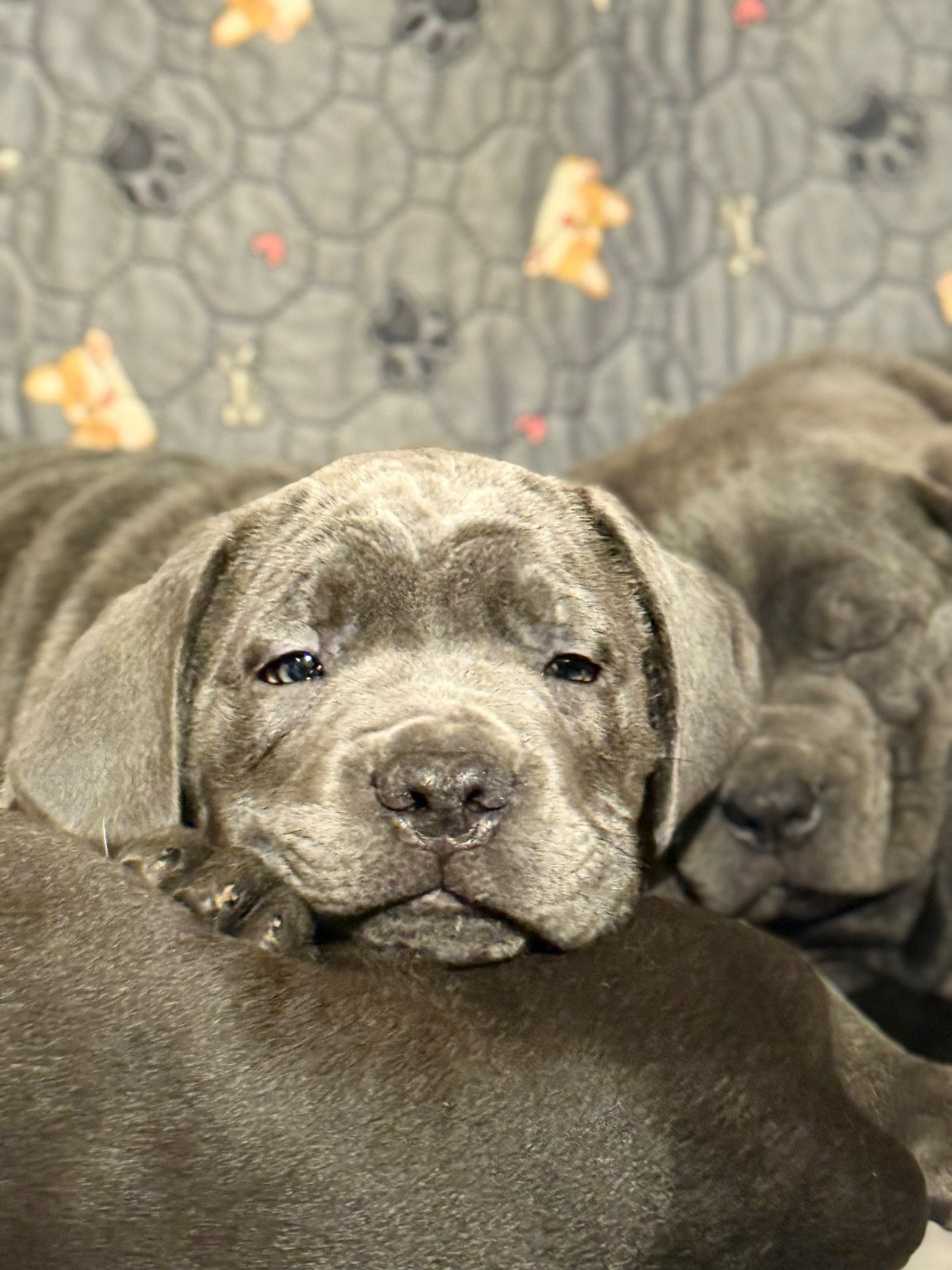 De La Vallée Du Grand Saule - Chiots disponibles - Cane Corso