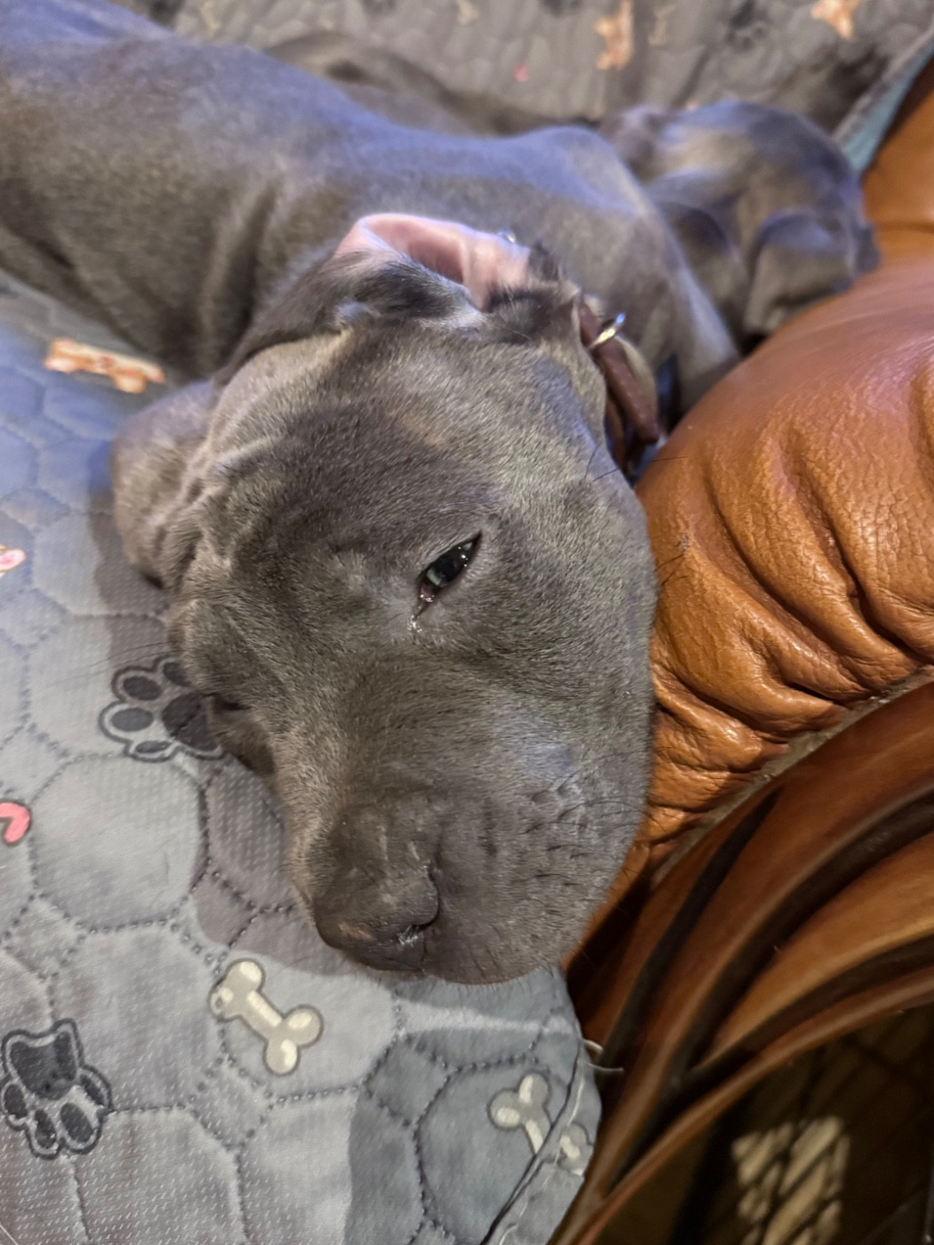 De La Vallée Du Grand Saule - Chiots disponibles - Cane Corso