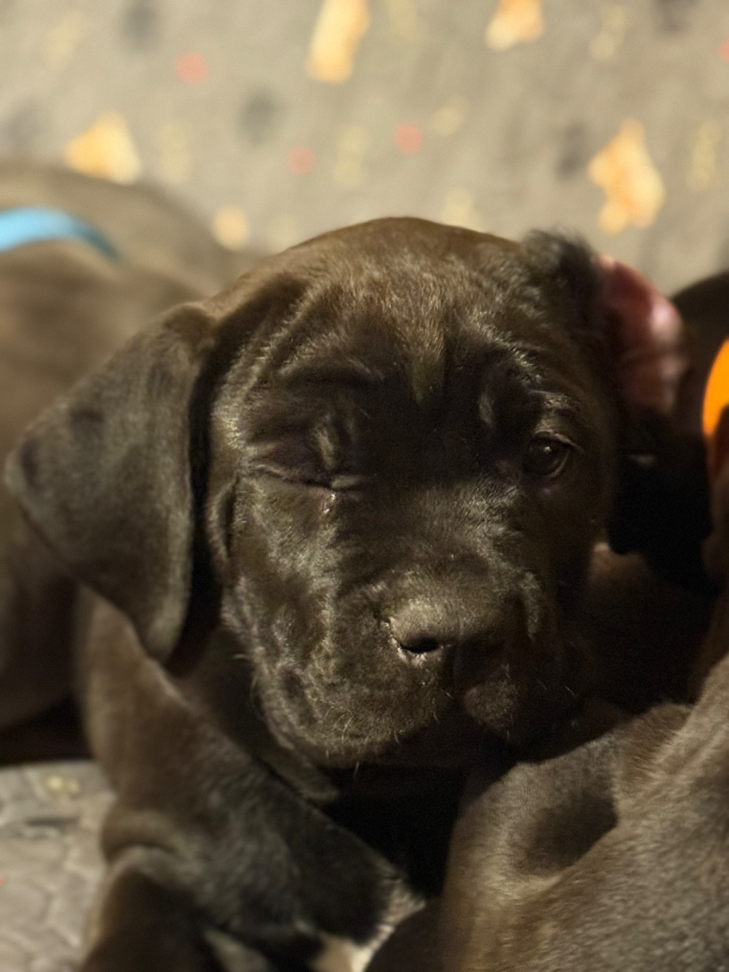 De La Vallée Du Grand Saule - Chiots disponibles - Cane Corso