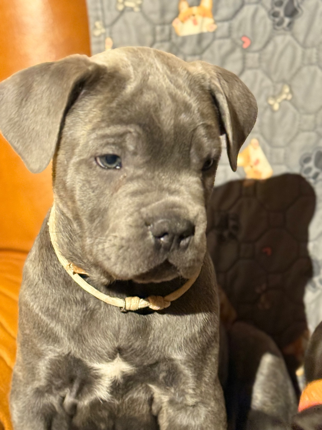 De La Vallée Du Grand Saule - Chiots disponibles - Cane Corso