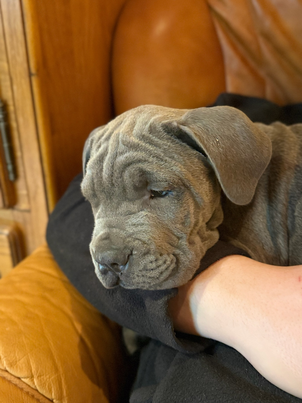 De La Vallée Du Grand Saule - Chiots disponibles - Cane Corso