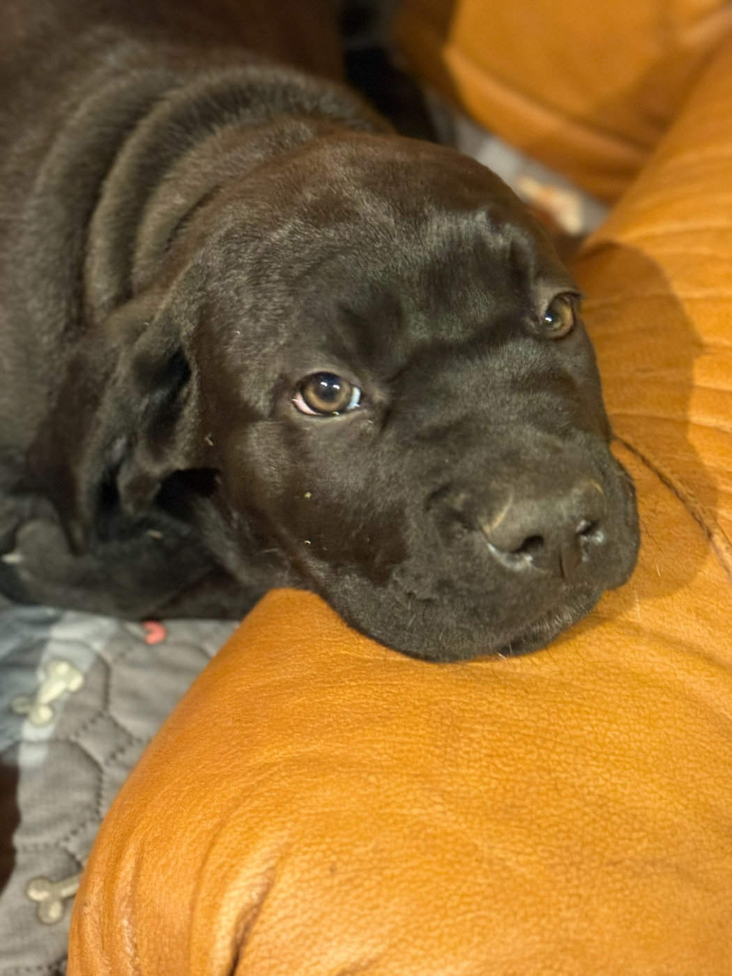 De La Vallée Du Grand Saule - Chiots disponibles - Cane Corso